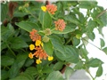 lantana
